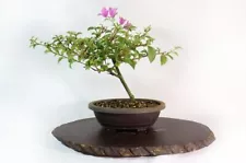 Assorted Bougainvillea Stock in Seven Inch Trainers