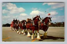 Los Angeles CA-California, Budweiser Clydesdale Horse Team, Vintage Postcard