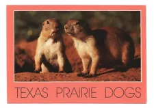 TEXAS TX Postcard Prairie Dog Wildlife