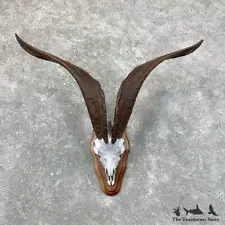 #23577 E+ | Catalina Goat Skull European Taxidermy Mount For Sale