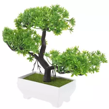 japanese white pine bonsai for sale