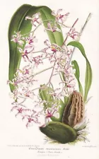 Oncidium Incurvum Orchid Orchid Mexico Mexico Flower Stroobant Litho