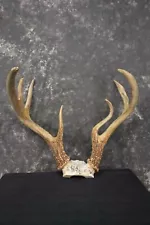 Whitetail deer antler skull cap taxidermy for sale SKU 1775.2