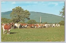 Postcard Vermont Bennington Fairdale Farms Cows Cattle Vintage Unposted