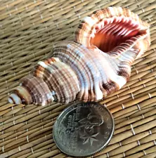 1 - 3" TALL HAIRY TRITON SEA SHELL FOR YOUR COLLECTION