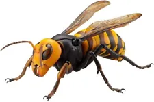 japanese giant hornet for sale