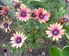 2 - Plants rooted 10 inch African Daisy Amethyst Gerbera Orange Flower plants