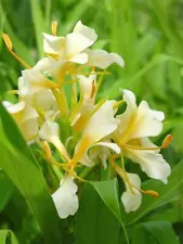 Butterfly Ginger Hedychium, healthy Rhizome cutting 1 white plus 1 beige