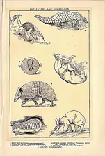 1902 Antique Print Picture Ant-Eaters Armadillos Pichiciago Aard-Vark 10X6"