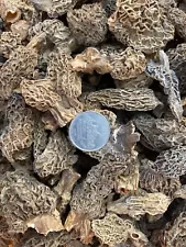 NEW WHOLE DRIED MOREL MUSHROOMS 16 OZ FREE SHIPPING