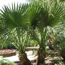 Palm tree Sabal minor 5 PCS fresh seeds, Dwarf palmetto seeds, Evergreen palm