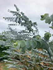 Eucalyptus pulverulenta - 100 seeds - florists silver dollar gum