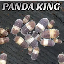 50+ 'Panda King' Isopods for Sale | Bioactive Isopod | Zebra-Dairy-Ducky