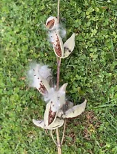 Milkweed Pods with Seeds, 10 Pods, Approximately 3 Inches Long by 1 Inch Wide