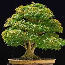 1 Pack 20 Maple Seeds Maple Tree Seed Ornamental Bonsai Tree