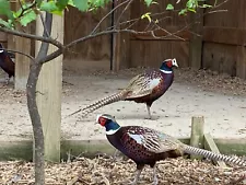 24 Ringneck Pheasant Hatching Eggs