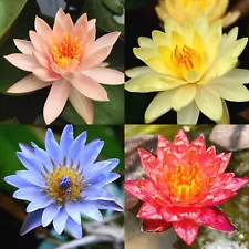 4 Pack Live Water Lily Tubers Plants Colorful Pond Freshwater Flower Aquatic