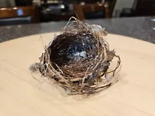 TINY Bird's Nest Nature Genuine Hummingbird Natural Found Wisconsin Forest