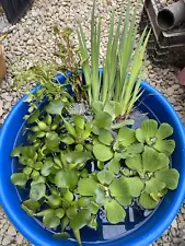 MEGA Koi Pond Combo 25 Plants Water Hyacinth Lettuce Iris Chameleon Celery Large