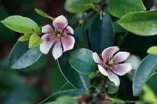 FRAGRANT LIVE PLANT 1ft Magnolia Michelia Figo, Banana Shrub, Port Wine Magnolia