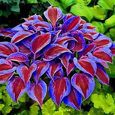 100 Blue Red Hosta Plant Seeds Hosta plantaginea Garden Flowers Perennials