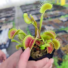 Carnivorous Plant 100 Venus Flytrap Seeds Dionaea Seed Flycatcher Bonsai