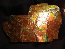 BIG !!! Natural Ammolite Rare Stone 133 mm X 60 mm 396g Display Wooden Rack