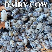 100+ Dairy Cow Isopods For Sale • Bulk Isopods For Bioactive