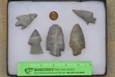 KY OH IN TN NJ PA NY 5 Pc. Cave Dig Hornstone Indian Arrowheads Artifacts Lot #3