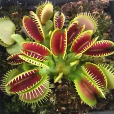 venus fly trap plants for sale