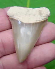 MAKO SHARK TOOTH - 2.00 in. LEMON COLORED - SHARKS TEETH - REAL FOSSIL JAW