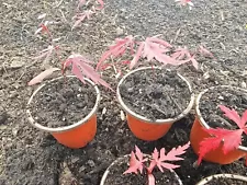 Live Red Lace Japanese Maple Tree Shipped In Pot And Dirt Bonsai Garden