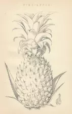 Original Antique c1870 Engraving Print Botanical Study PINEAPPLE Tropical Fruit