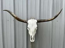 LONGHORN STEER SKULL 3 FEET 7 Inch Wide UnPOLISHED BULL HORN MOUNTED COW HEAD