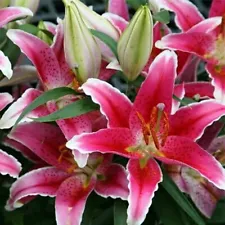 100 Lily Seeds Lilium Long Lasting Large Formosa Lillie Flower Seeds