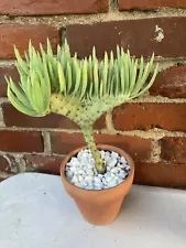 Mermaid’s Tail Crested Senecio Vitalis Succulent Live Rare Plant 4” Pot