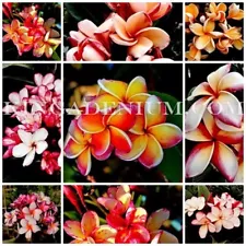 1000 SEEDS PLUMERIA FRANGIPANI RUBRA MIXED ASSORTED COLOURS SET 3 FREE SHIPPING