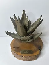 Bronze Original Aloe Vera Plant Sculpture By “Noggle” In Prescott, AZ