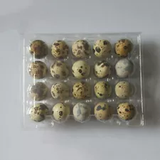 30Pcs Quail Egg Holder Tray 20 Eggs Secure Snap Close Plastic Box Container Acc