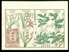 1919 Tokyo Botanical Magazine Antique Japanese Medicinal Plants, Orchid, Jasmine