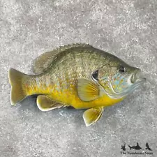 #28535 WC | 13" Pumpkinseed Sunfish Freshwater Taxidermy Fish Mount For Sale