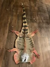 Iguana Skin Rug Taxidermy Oddity Decoration Funny Gaff Gift Lizard Reptile Mummy