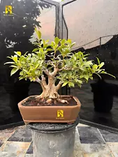 Real Pictures - Bonsai Ficus Microcharpa - Big Trunk - Old Tree - Medium Size..!