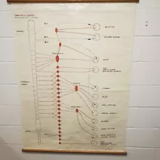 Vintage Rare Autonomic Nervous System 40x52 Educational Poster Wall Chart