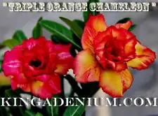 ADENIUM OBESUM DESERT ROSE ROSY " TRIPLE ORANGE CHAMELEON " 100 SEEDS NEW HYBRID