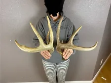 Two 4pt Whitetail Deer Antlers Sheds WILD IDAHO Horns Rustic Wedding Decor