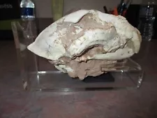 Saber Tooth Cat Fossil Miocene Era? skull teeth lower jaw incomplete