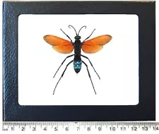 Pepsis formosa orange REAL FRAMED TARANTULA HAWK WASP ARIZONA USA