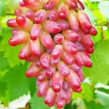 50 Red Finger Grape Seeds Vitis Vinifera Organic Fruit Seed Heirloom