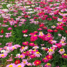 Pyrethrum Seeds Mix Perennial flower seeds Mosquito Repellent Grass Plants